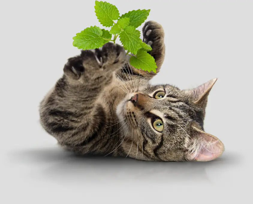 when can cats eat catnip?