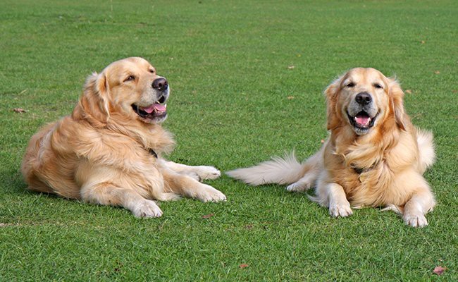 Jaggery-golden-retriever-dogs.jpeg