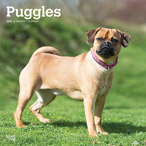 Puggle dog breed full size