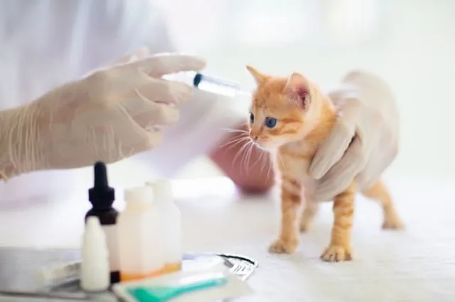 cat vaccinations, do cats need to be vaccinated?