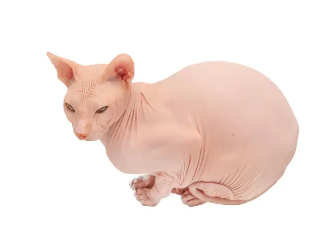 pink sphynx cat isolated white background portrait bald cat 325845 3532
