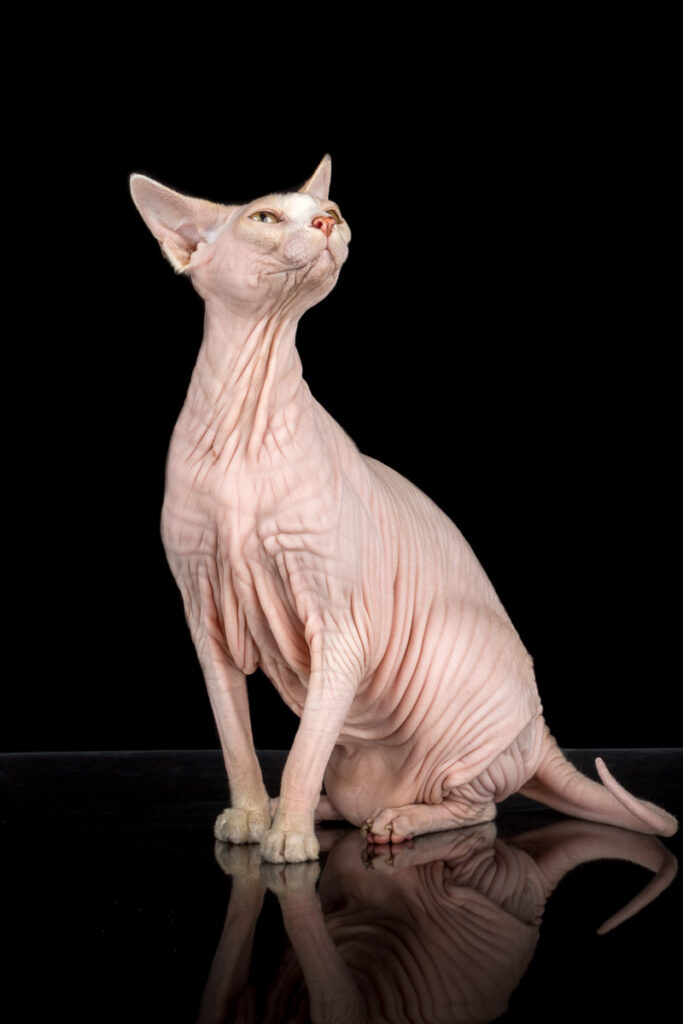 pink sphynx cat photos