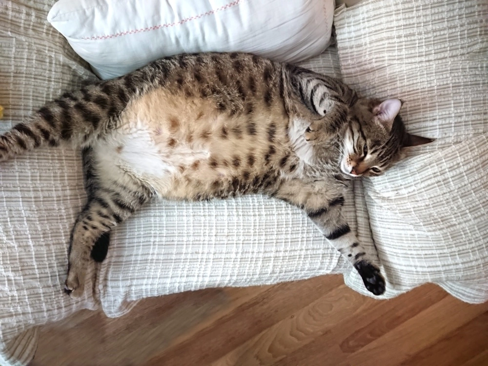 what a pregnant cat should not eat, cat on couch