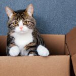 why cats like small cardboard boxes