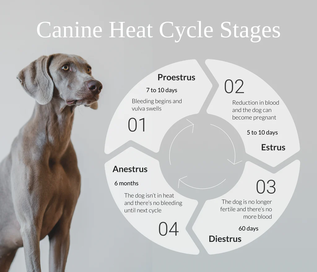 dog periods cycle