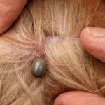 zoomed in picture of dog ticks on a golden retriever