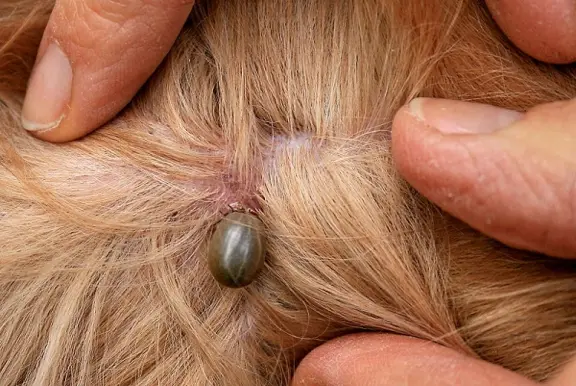 zoomed in picture of dog ticks on a golden retriever