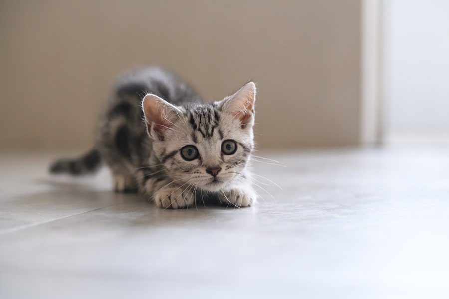 american shorthair kitten aiming to pounce