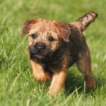 border terrier brown puppy in the grass