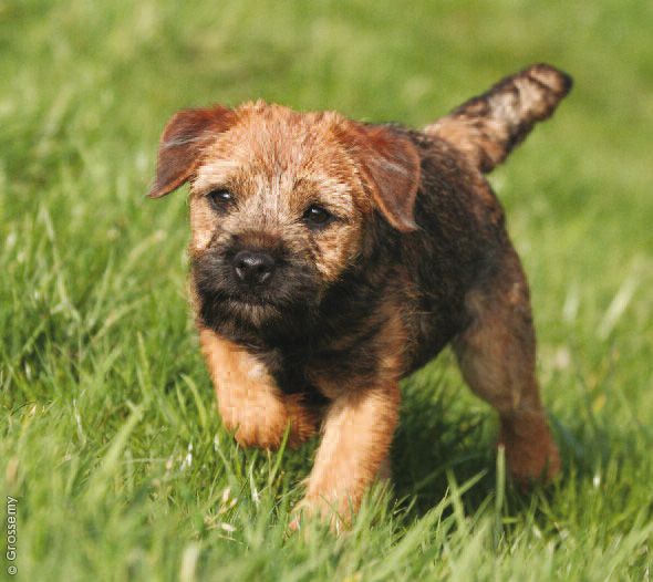 border terrier brown puppy in the grass